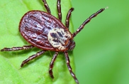 Ticks