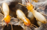 Termites